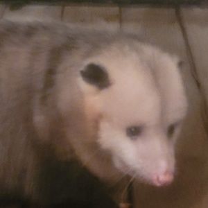 Meet your Posher, Curtis